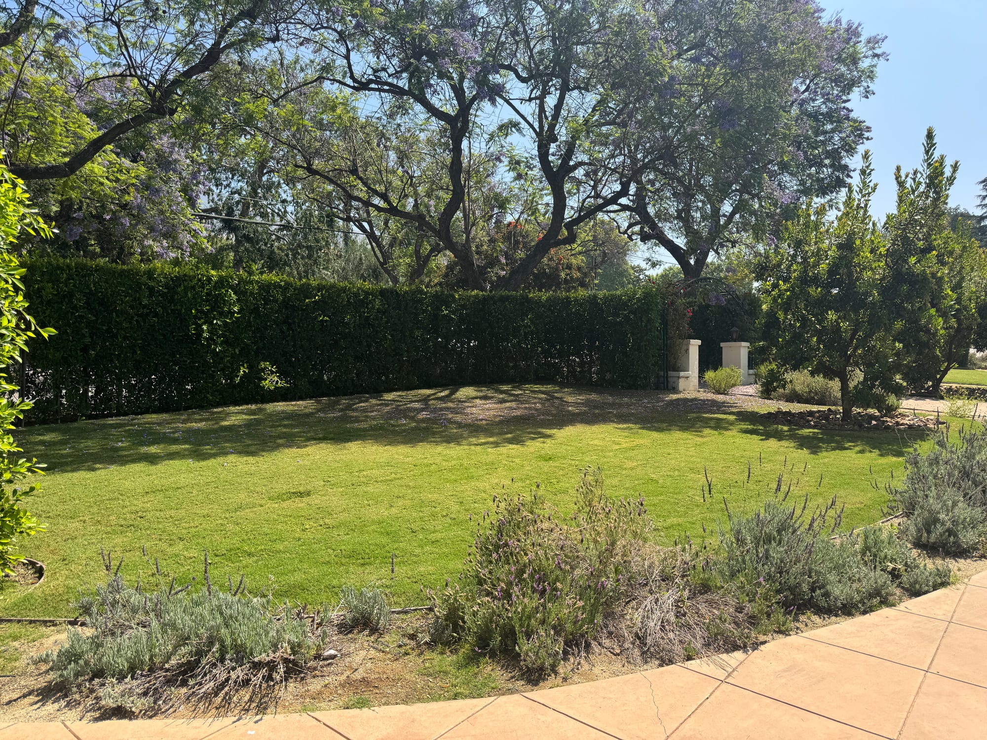 Shaded lawn beneath heritage oak trees